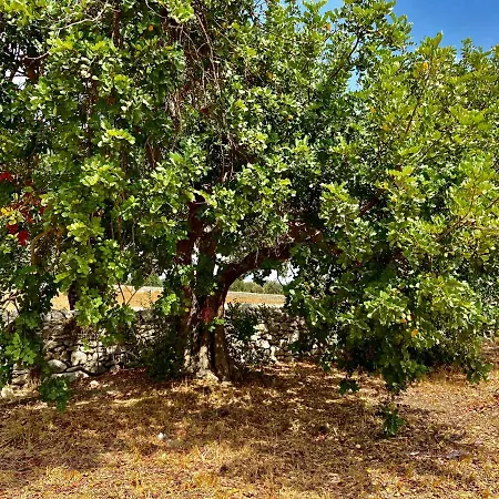 Rifugio Tra Gli Ulivi * Marina di Ragusa